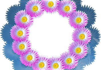 A ring of daisy flowers